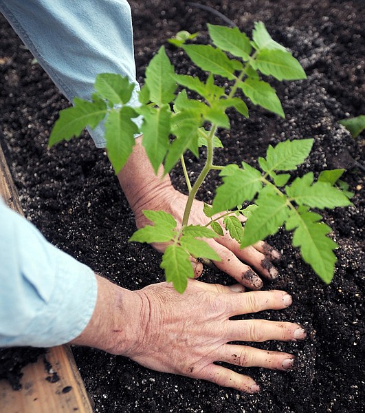 Paul Renner transplants a tomato plant on Wednesday at the Peaceful Garden in Swan Lake.