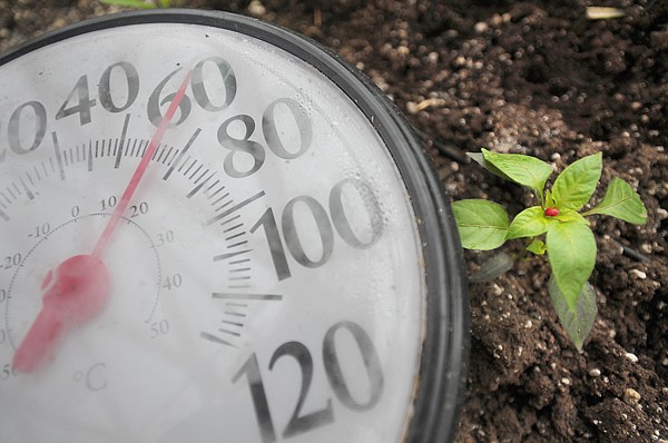 A ladybug makes itself at home on a small plant next to one of the temperature gages in the Peaceful Gardens dome on Wednesday. Renner released the ladybugs as a non-chemical means of dealing with aphids.