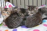 Cats gone wild. Kootenai Humane Society trying to curb feral cat population