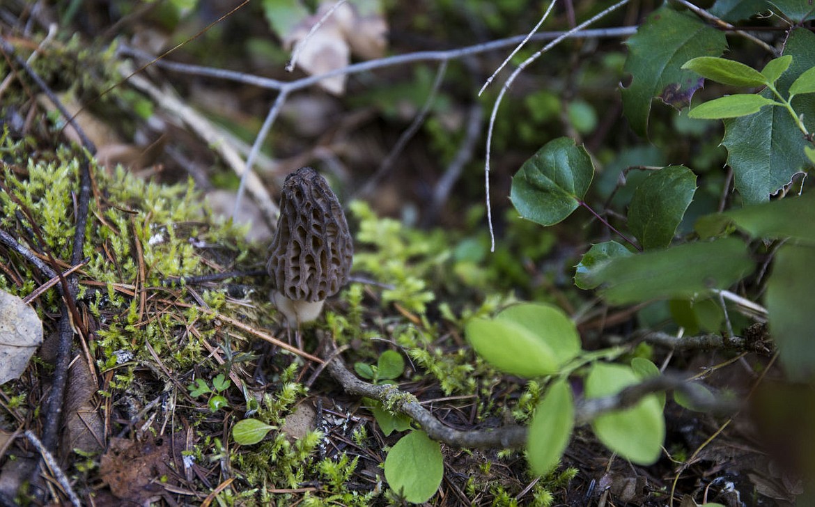 &lt;p&gt;Morel mushrooms are honeycomb like with a network of ridges. True morels are hollow inside while false morels have a cotton-like material in the stem.&lt;/p&gt;