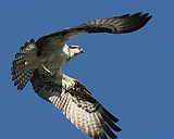 Osprey Takes Flight
