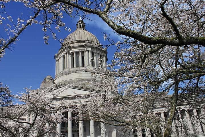 The Washington State Capitol dome against a blue sky with cherry tree branches in the foreground. 