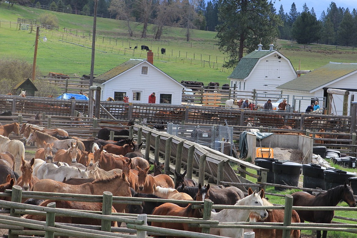 &lt;p&gt;Volunteers and staff work to vaccinate 200 horses and mules that winter at the station. Once the project is done, most of the herd will be sent back to their respective forest districts after wintering at the Nine Mile Ranger Station.&lt;/p&gt;