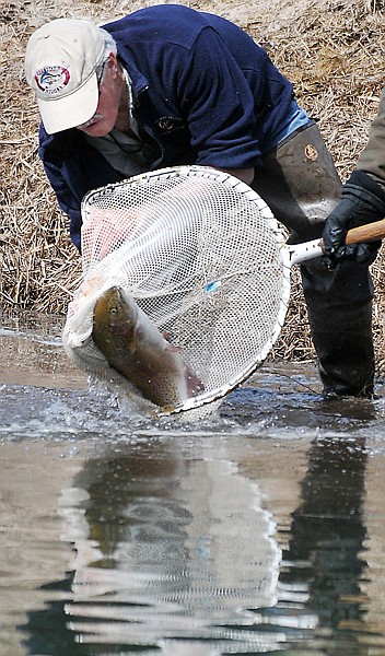 Rick Wolfe gives a small nudge to a rainbow trout to get out of a net.