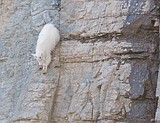 Mountain goats at goat lick (for full screen, click on four arrows at lower left).