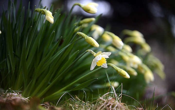 &lt;p&gt;Daffodils begin to bloom in downtown Kalispell on Tuesday, April 15. (Brenda Ahearn/Daily Inter Lake)&lt;/p&gt;