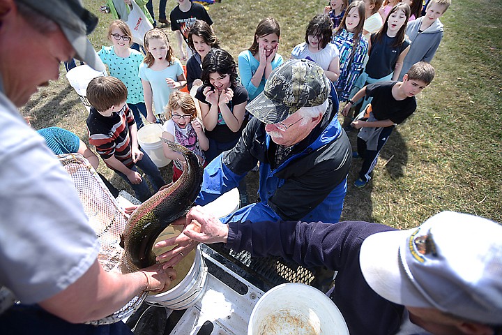 &lt;p&gt;Jim Vashro, a volunteer, helps load Arlee Rainbow Trout into buckets for the Hedges Elementary 4th graders on Thursday afternoon, April 10, at&#160;Dry Bridge Park in Kalispell. Approximately 2000 fish were released into the pond from three hatcheries: the Creston National Fish Hatchery, the Murray Springs Trout Hatchery in Eureka, and the Jocko River Trout Hatchery in Arlee. (Brenda Ahearn/Daily Inter Lake)&lt;/p&gt;