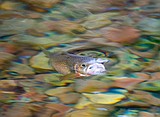 Glacier Park will hold meetings on fishery plan