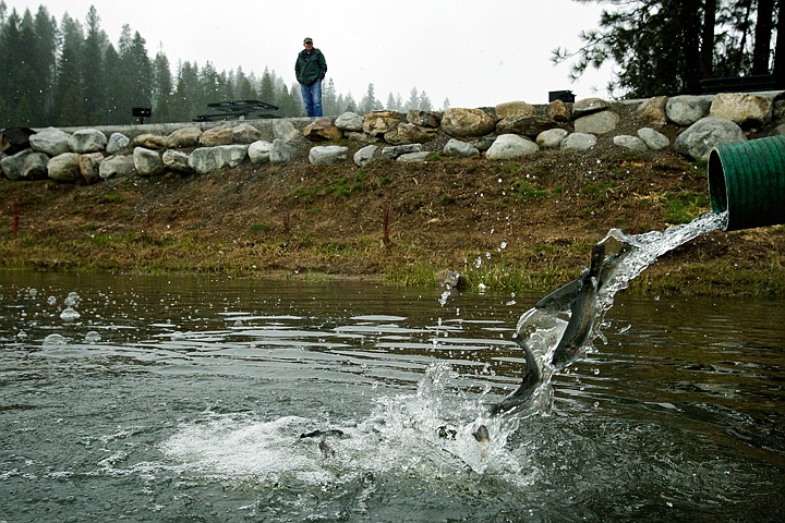 &lt;p&gt;A fisherman watches as 3,600 rainbow trout pour out of a tanker truck Monday at the east end of Fernan Lake. The fish delivery is part of a spring stocking strategy for the small lake.&lt;/p&gt;