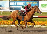 Idaho horse poised for Kentucky Derby