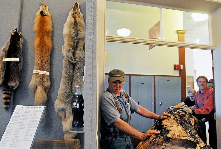 Hanley helps steer the tree, which measures 12 feet long and 4 feet in diameter, into the Indians of Montana exhibit inside the museum. American Indians, largely in Western Montana and Northern Idaho, considered tree bark to be a food delicacy prior to the arrival of refined sugar to the area in the 1800s.