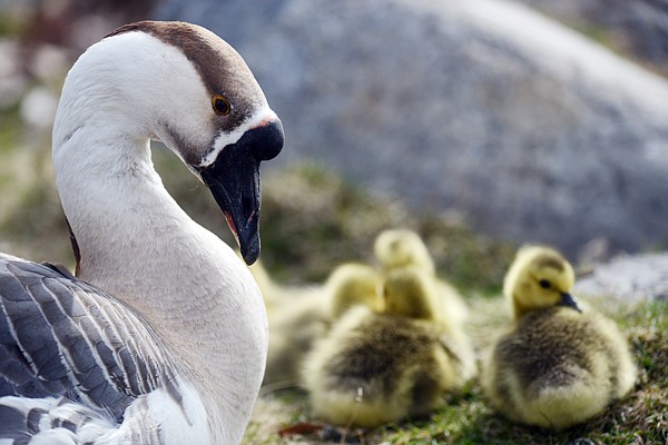 &lt;p&gt;&lt;strong&gt;An African goose&lt;/strong&gt; shares parental duties for Canada goslings in Woodland Park in Kalispell.&#160;&lt;/p&gt;