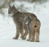 FWP sued for allowing trapping in lynx habitat
