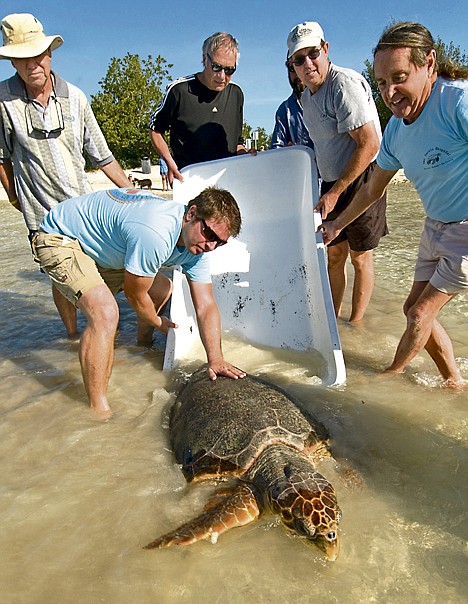 &lt;p&gt;Staff and volunteers from the Turtle Hospital release a 200-pound, male Loggerhead sea turtle named &quot;Pal&quot; off the Florida Keys on Thursday in Marathon, Fla. The turtle was treated with antibiotics and laxatives for an impacted digestive system, before being released on Earth day.&lt;/p&gt;