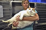 Big Meow