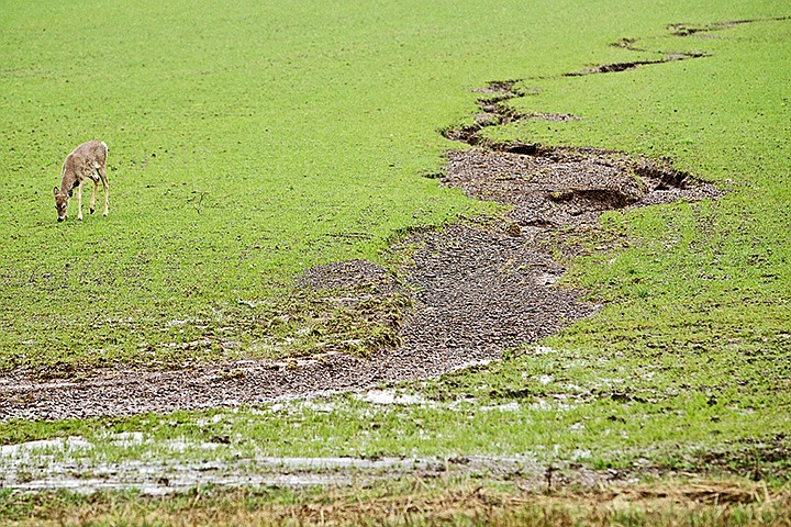 &lt;p&gt;JEROME A. POLLOS/Press A deer feeds on grass near a creek in a French Gulch pasture Monday during a steady afternoon rain.&lt;/p&gt;