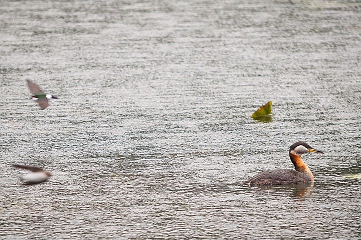 &lt;p&gt;SHAWN GUST/Press A red-necked Grebe swims the opposite direction of a pair of zig zagging violet-green swallows Monday on Fernan Lake.&lt;/p&gt;