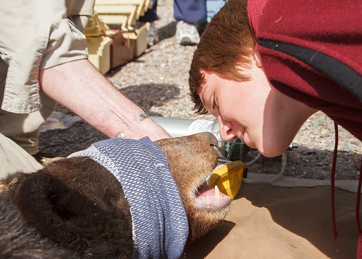 <p>Patrick Cote/Daily Inter Lake Seventh grader Jordon Carr leans in close to smell the breath of the captured black bear Monday afternoon at Olney Bissell School. Monday, April 23, 2012 in Kalispell, Montana.</p>