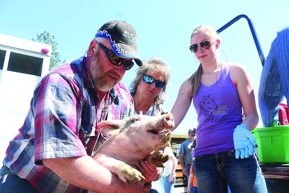 <p>Jonna Rae Warnken, right, prepares to handle a squirming pig at the 4-H weigh in last weekend in Superior.</p>