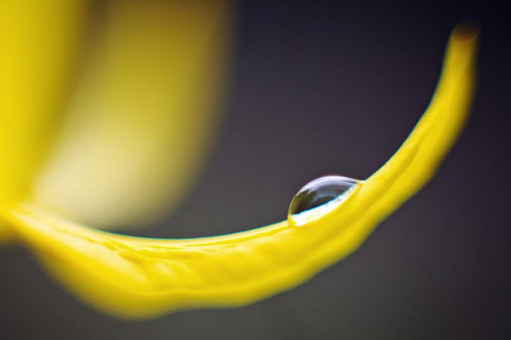 &lt;p&gt;SHAWN GUST/Press A dew drop balances on the petal of a glacier lilly Thursday on the west side of Tubbs Hill in Coeur d'Alene. A handful of wildflower varieties are in bloom, offering sprinkles of color as spring brings the area greenery.&lt;/p&gt;