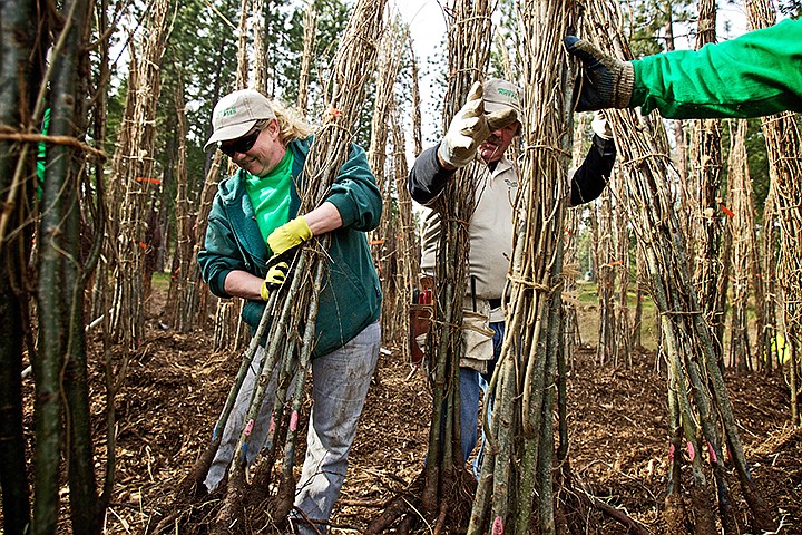 &lt;p&gt;JEROME A. POLLOS/Press Deb Brock and Daniel Boone help stabilize stands of trees before they are secured with mulch Wednesday at Q'emiln Park in Post Falls. Crews unloaded 3,000 trees to prepare for giveaway Saturday from 9 a.m. to 2 p.m. at the park with the trees donated by Robinson Nursery in Amity, Oregon.&lt;/p&gt;