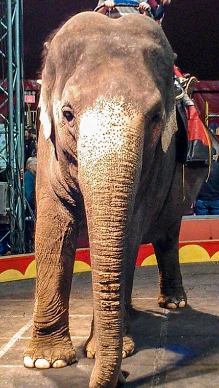 The El Katif Shrine Circus returns to Moses Lake this week for eight shows at the Frontage Road Auto Mall. The taditional big top circus features elephants, tigers, clowns and acrobats.