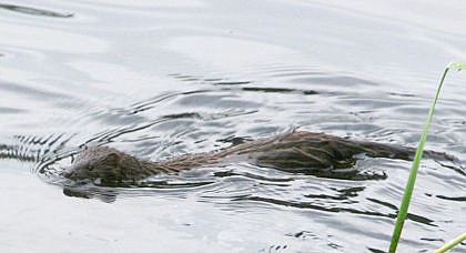 &lt;p&gt;Mink have silky brown to black fur with a white chin patch. They average two feet in length but one-third of that is their tail.&lt;/p&gt;