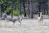 Hungry Horse Villages gets Planning Board OK