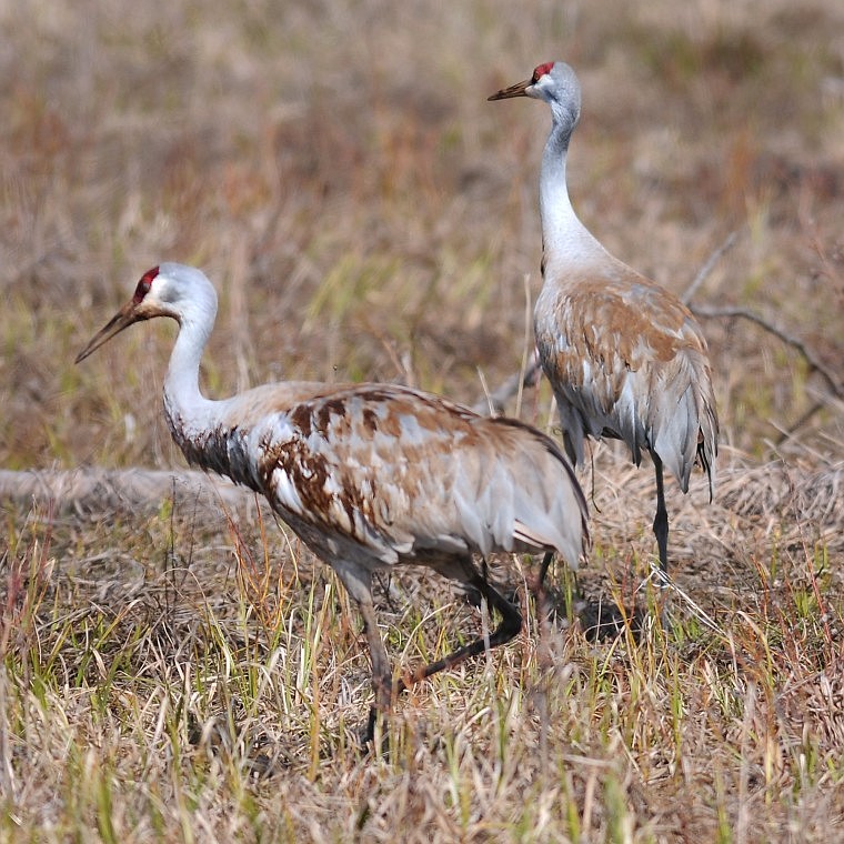 Two sandhill cranes forage in a marsh outside Bigfork on Saturday. The wading birds stand 4 feet tall and have a wingspan of up to 6 feet.