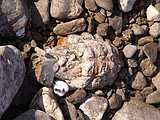 Old grenade found in Columbia River bed