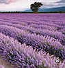 Ten Ways To Get Prepared For Planting
