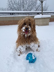 <p>Courtesy of Jane Sauther Poodle and American Eskimo mix Rusty plays in the snow last December.</p>