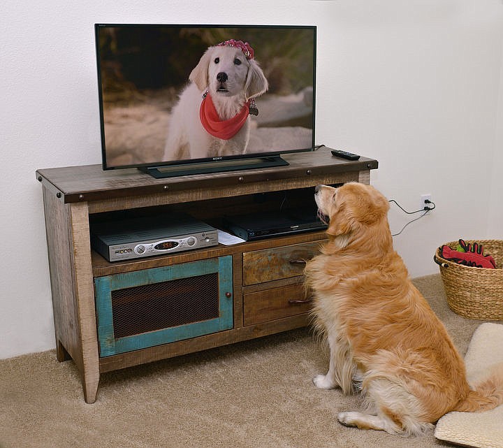 &lt;p&gt;Courtesy of Vic Harris Cooper the golden retriever watches one of his favorite &quot;Disney Buddies&quot; movies.&lt;/p&gt;