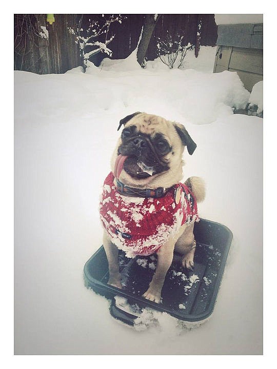 <p>Courtesy of Arielle Horan Dracula the pug enjoys the snow in his sled.</p>