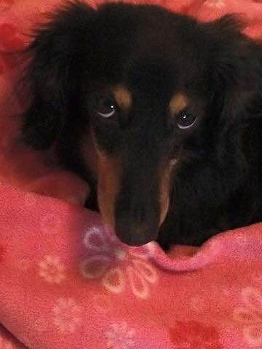 &lt;p&gt;Courtesy of Elizabeth Sturman Maisy the rescued dachshund.&lt;/p&gt;