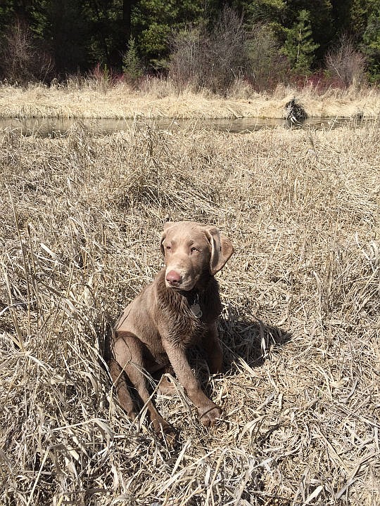 <p>Courtesy of Teena Frank Aree the dog blends in with his surroundings as he plays in a field.</p>