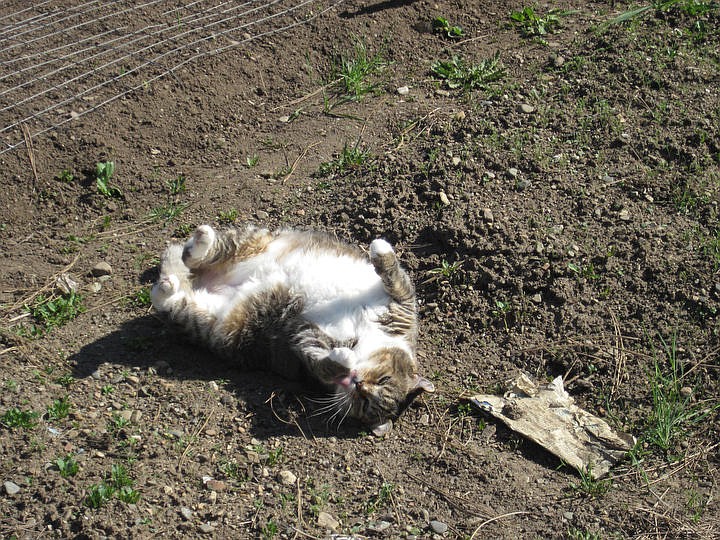 &lt;p&gt;Courtesy of Carla Noonan Camilla, a rescue kitty, rolls around in some dirt.&lt;/p&gt;