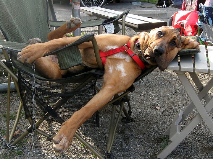 &lt;p&gt;Amos Moses, a five-month-old bloodhound puppy, relaxes while camping at Farragut. Photo courtesy of Daphne and Paul Feusier.&lt;/p&gt;&lt;p&gt;***&lt;/p&gt;&lt;p&gt;Visit cdapress.com&#160;each day to see more reader photos of pooches, kitties and more. We will be&#160;publishing them&#160;several times a day.&lt;/p&gt;&lt;p&gt;&#160;Send your cutest pet photos to Jake Parrish: jparrish@cdapress.com&lt;/p&gt;
