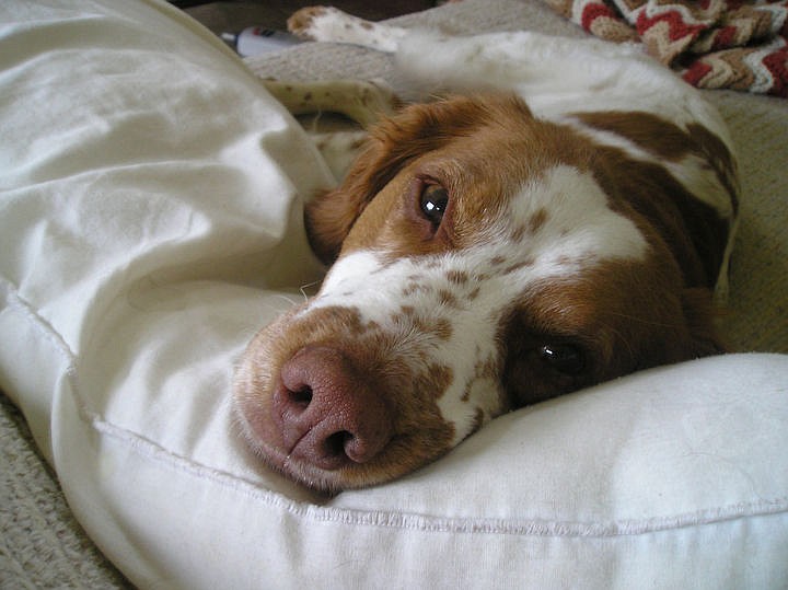 &lt;p&gt;&#160;The 13-year-old Brittany rescue named Sugar relaxes in bed.&lt;/p&gt;