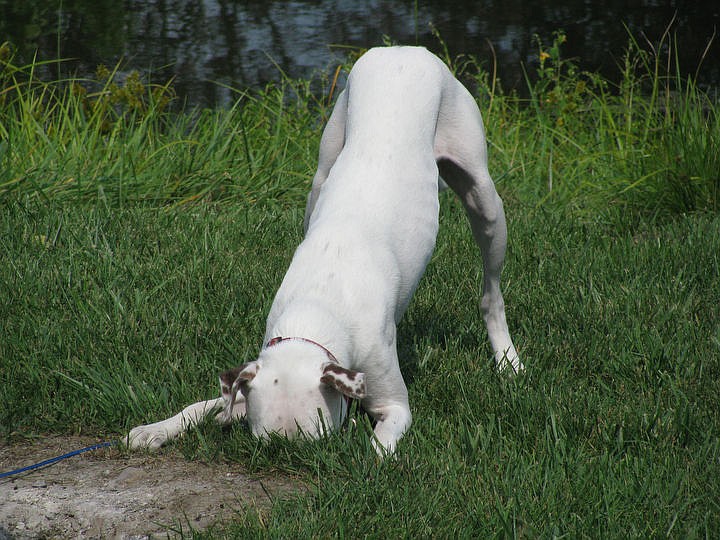 &lt;p&gt;Courtesy of Steve and Nancy Parmelee Zeke sticks his head down a squirrel hole.&lt;/p&gt;