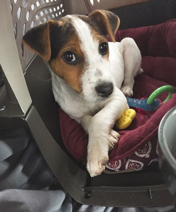 &lt;p&gt;Courtesy of Chelsey Dissinger The four-month-old Moose hangs out in his crate.&lt;/p&gt;