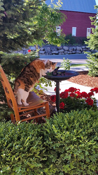 <p>Courtesy of Joy and Allen Sellers Izzy the cat checks out a bird bath.</p>