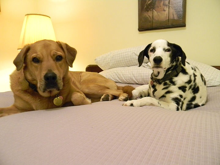 &lt;p&gt;Courtesy of Bob Small Golden lab and golden retriever mix Cheyenne hangs out with her dalmation friend Shadow.&lt;/p&gt;