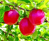 WSU Apple Gets a Fresh Start Marketed As Sunrise Magic