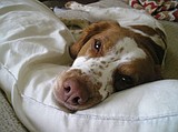 Who's a good boy?
