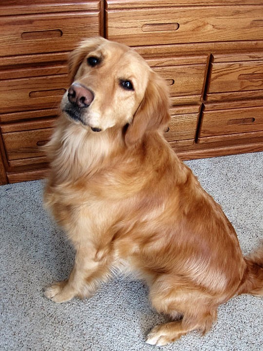 <p>Courtesy of Carol Cook Molly, 2, poses for a portrait.</p>