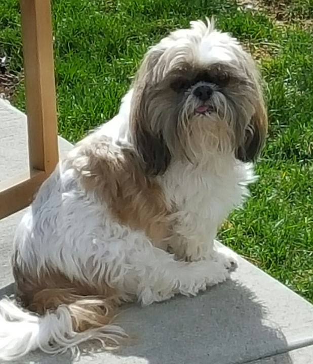 <p>Courtesy of Marilyn Higgs Ten-year-old shih-tzu Harley.</p>