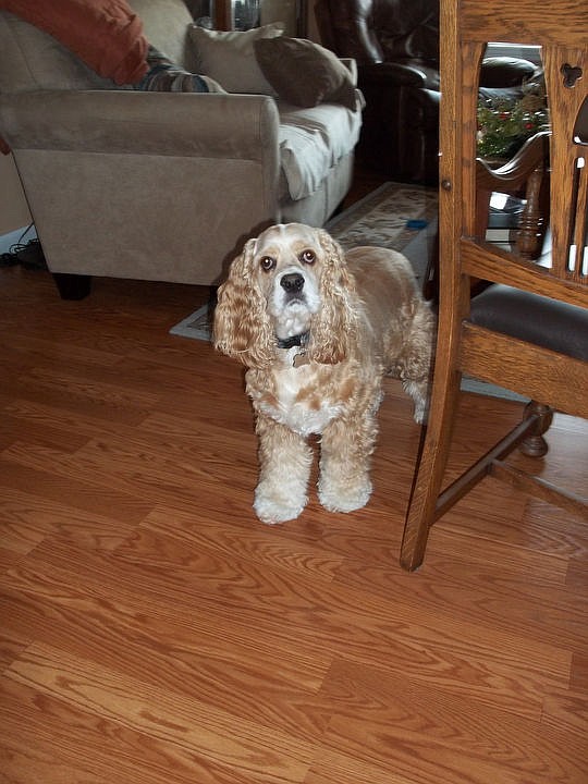 <p>Courtesy of Larry and Char Carstensen Jasper the cocker spaniel.</p>