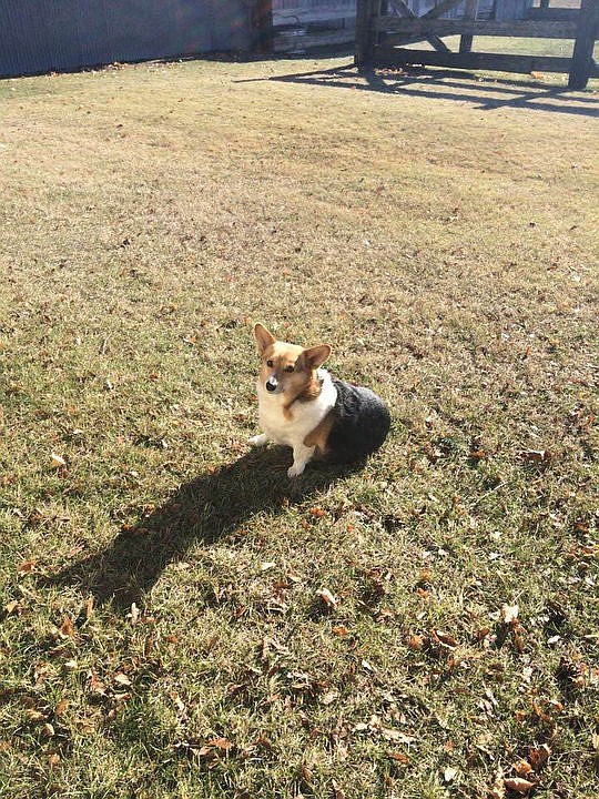 <p>Courtesy of Elizabeth Sturman Cleo, the welsh corgi.</p>