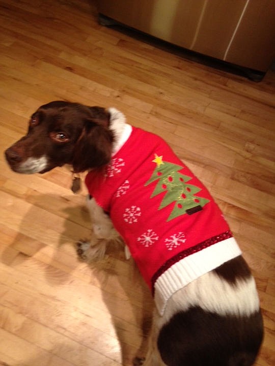 <p>Courtesy to The Press Winker the Brittany Spaniel.</p>